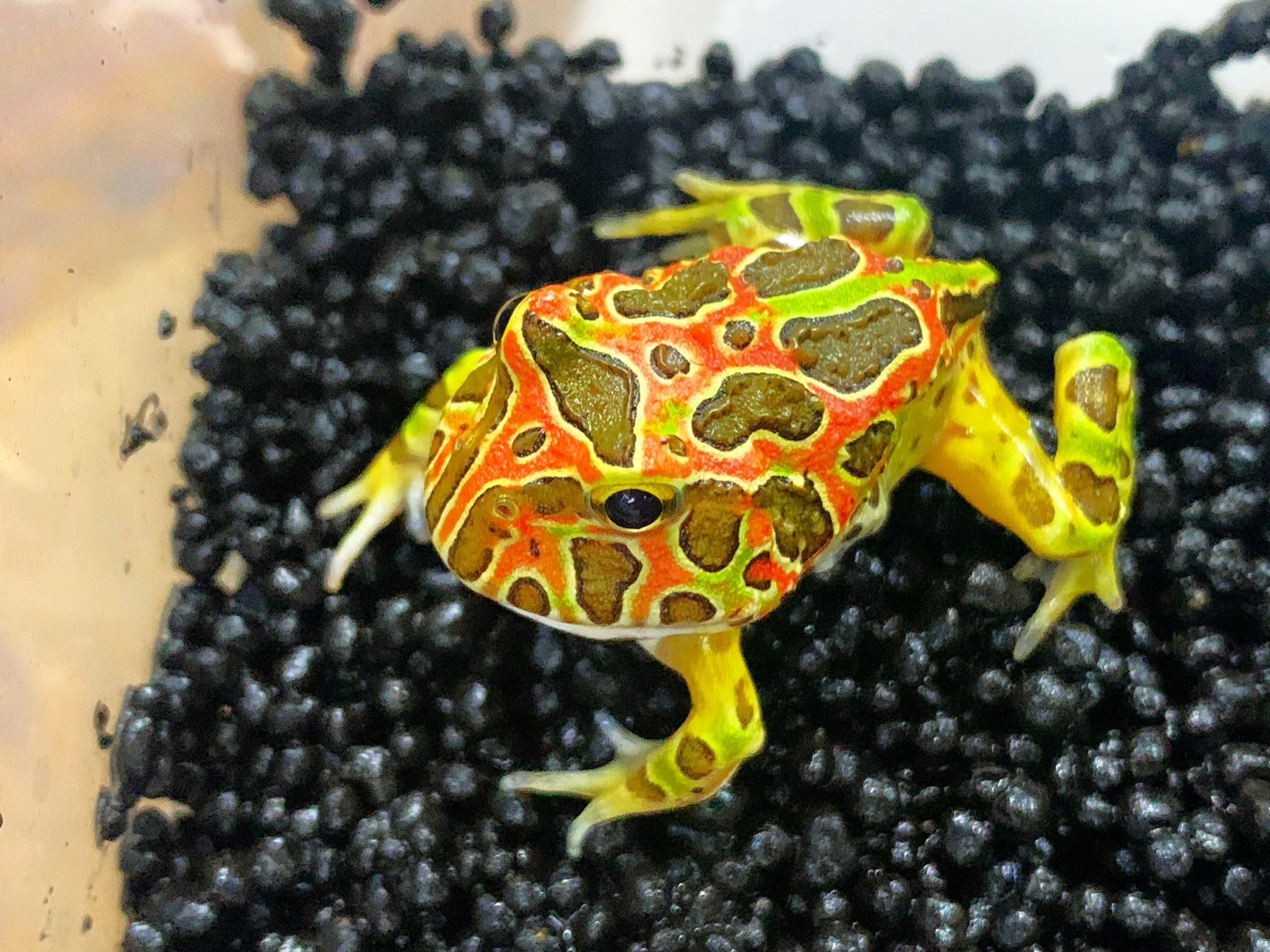 Amazon | 【生体】ベルツノガエル 1匹 from SCRATCH（ カエル